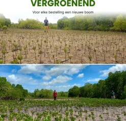 Têtes De Brosse En Bamboe - Sonicare - 4 Pièces - Fabriquées En Bamboe De L'environnement - Testées Par Des Dentistes - Poils à Base De Plantes - Technologie Sonic -Dentaires Appareils Magasin 1200x1150 5